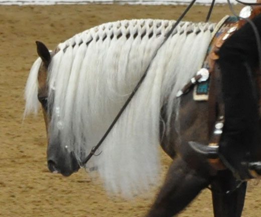 Mane