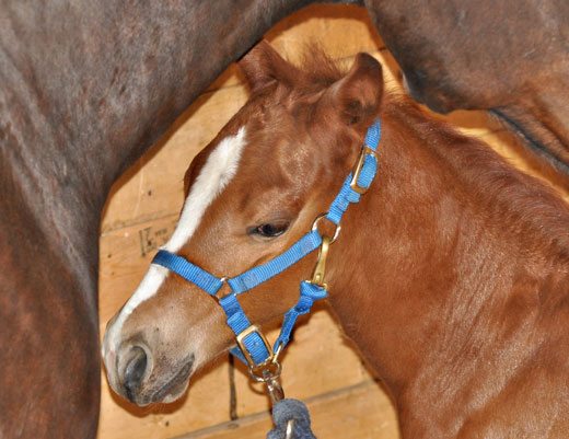 halter-on-foals