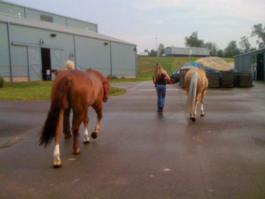 To-trot-practice