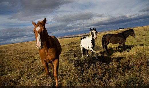 Horses