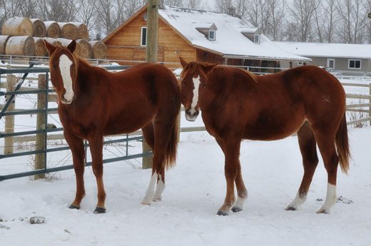 Yearling-Fillies