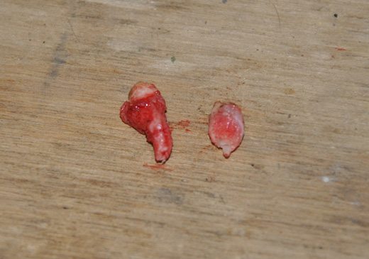 2-more-wolf-teeth