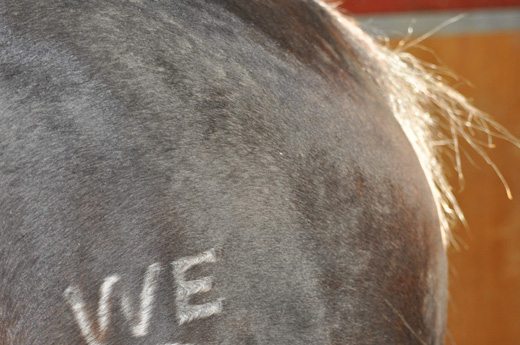 Rubbing her tail - Mares who become uncomfortable in pregnancy may begin to ... Rubbing her tail - Mares who become uncomfortable in pregnancy may begin to ...