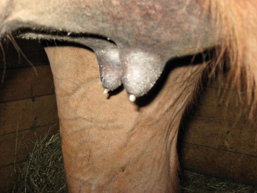 7 Signs She S Ready To Foal
