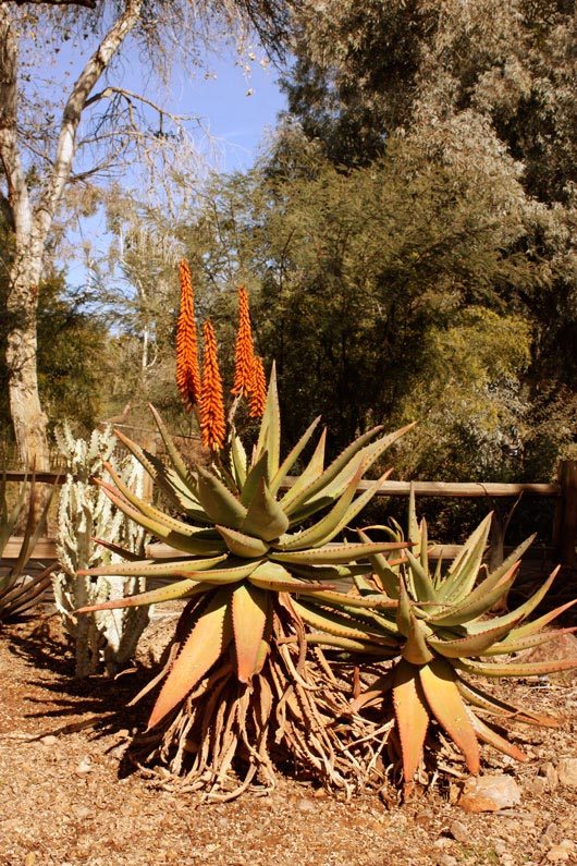 azjan19desertblooms