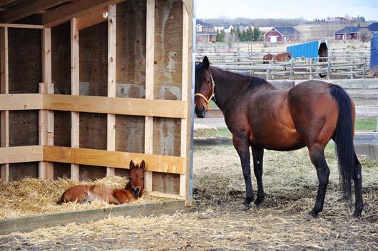 outside-paddocks