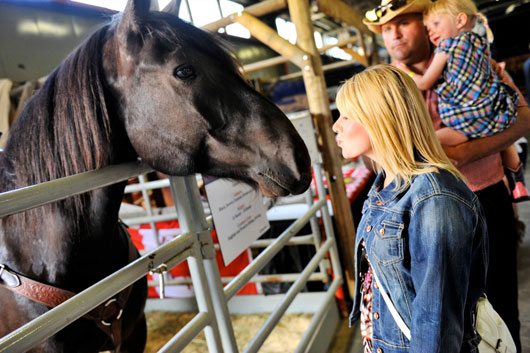 BSN-July-2012-CS-Horse-Have Calgary Stampede Horses