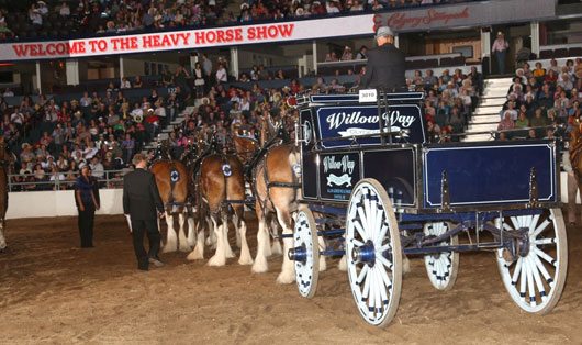BSN-July-2012-CS-Hvy-Horses Calgary Stampede Heavy Horses