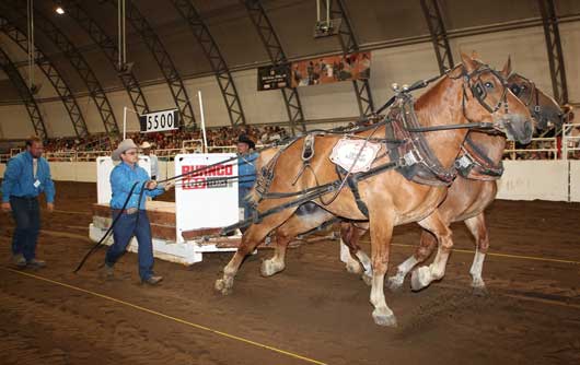 BSN-July-2012-CSLightweight Calgary Stampede Heavy Horse