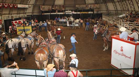 BSN-July-2012-HHP-auction Calgary Stampede Heavy Horse Auction