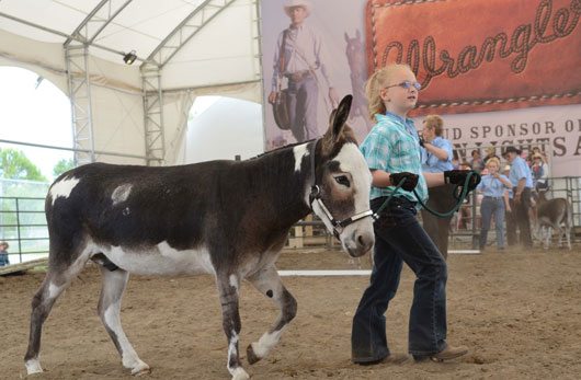 BSN-July-2012-Mini-Donkey Mini Donkey Calgary Stampede
