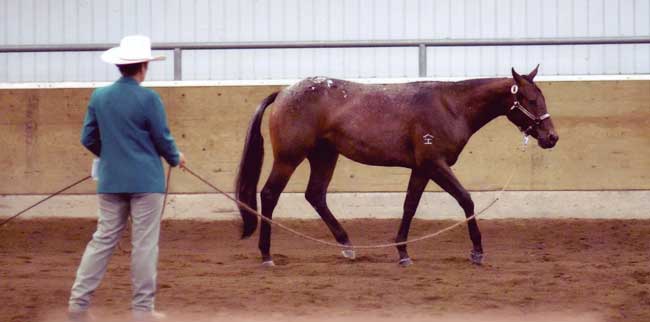 Know-This-Class-BG-May08 Yearling Longeline