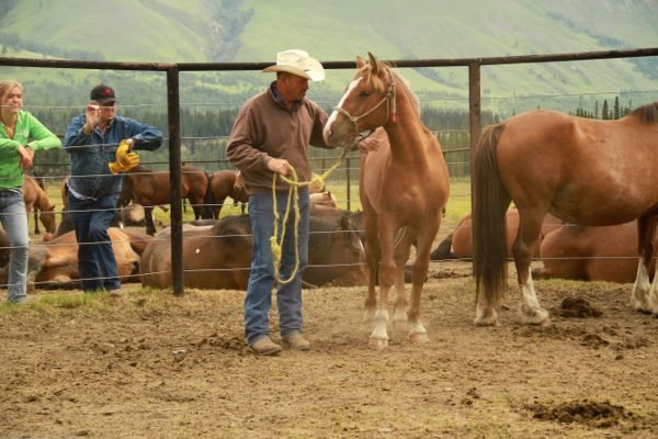 The first of several colts to be worked with that morning.