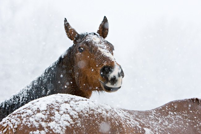 Great-winter-shot!