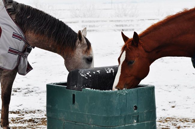 Horses-Drinking