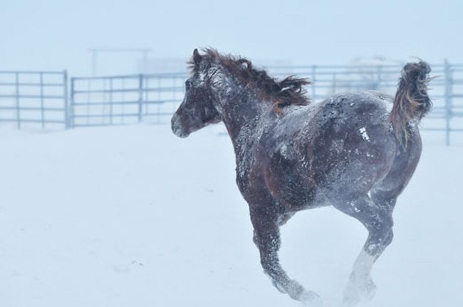 Yearling-Running