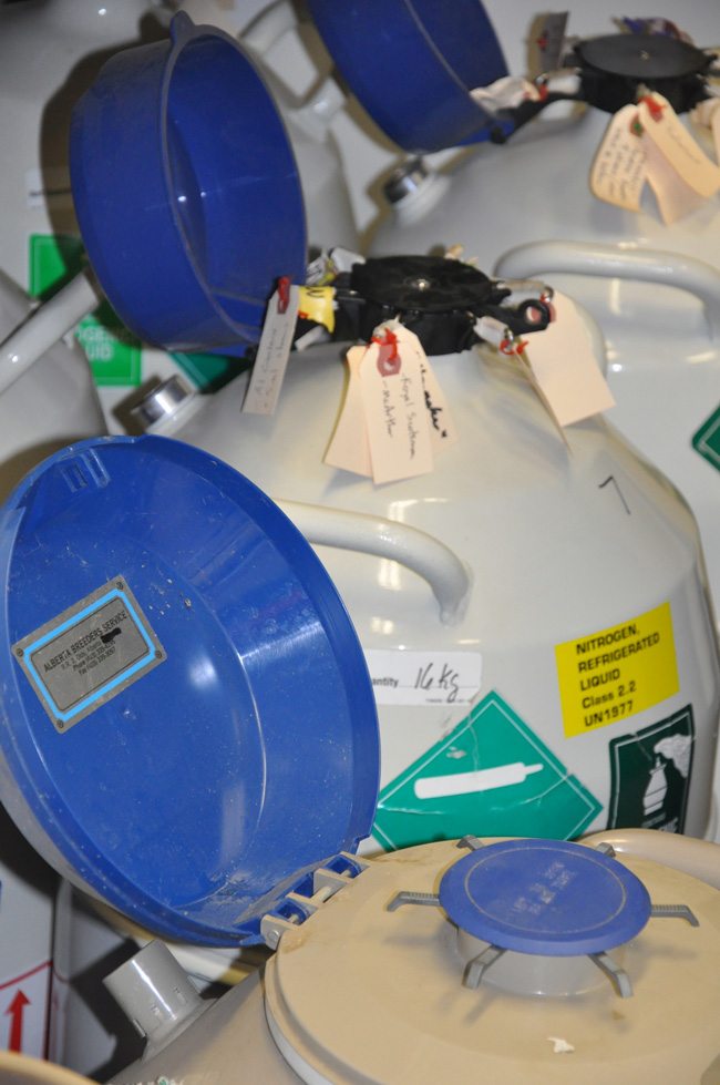 Frozen semen tanks.