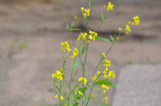 mustard-web