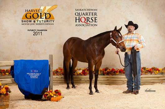 BSN-Harvest-Gold-QH-Show-Sept-2011.3 Harvest Gold Lounge Line Champion