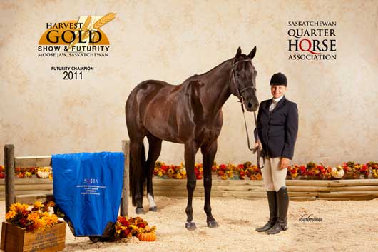 BSN-Harvest-Gold-QH-Show-Sept-2011.4