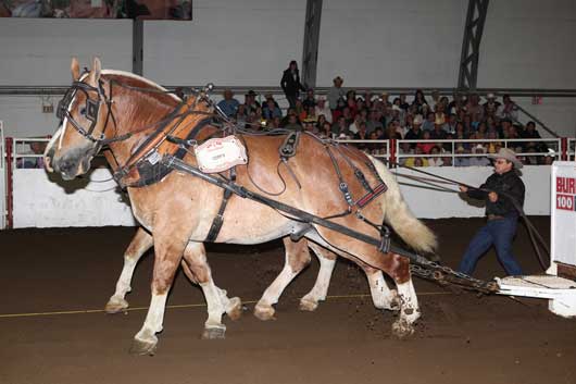 15.07.12-HHP-weight-record Heavy Horse Calgary Stampede