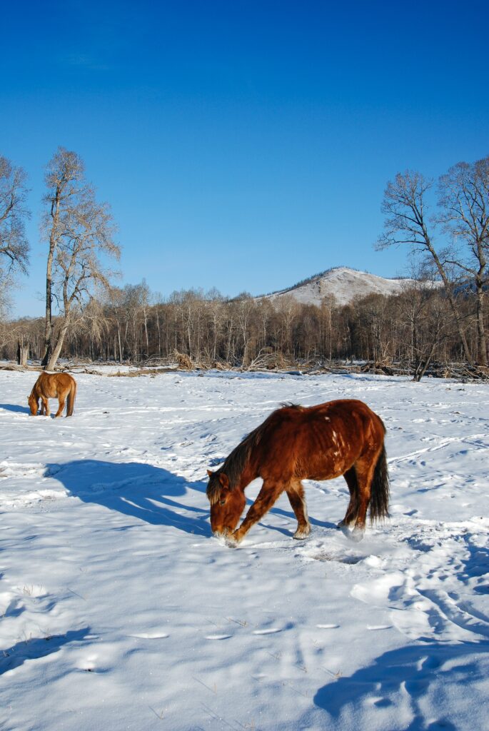 Abnormal horse temperatures