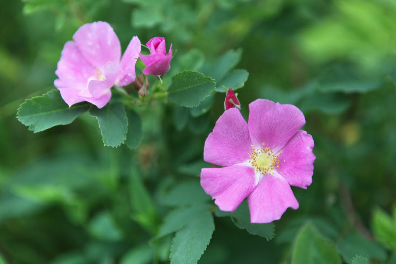 Wild-Roses
