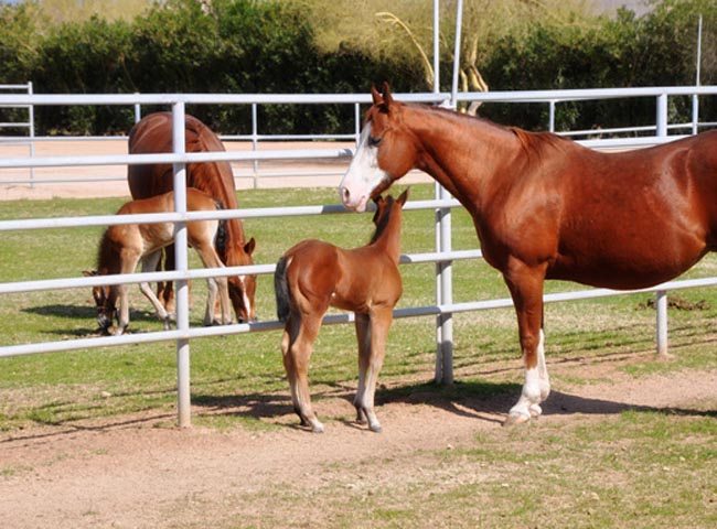 Colostrum Bank