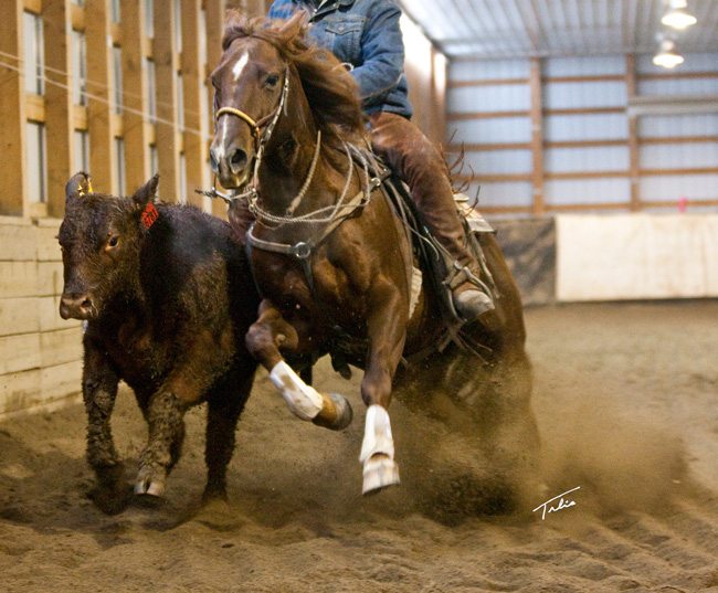 Dunning’s Cow Horse Words of Wisdom