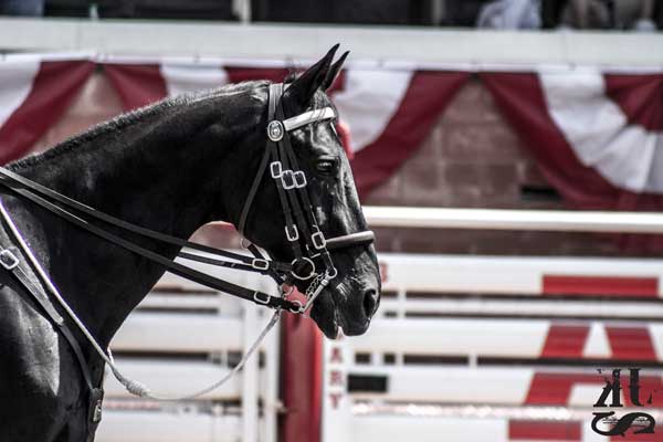 Calgary Stampede 10-Day Highlights