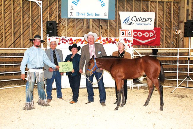 Ranch-country-hi-selling-colt