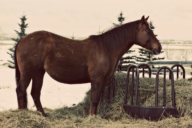 Maintaining Condition with Less Forage